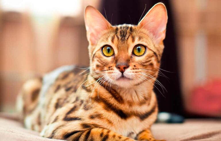 Bengalkat ligger og kigger på kameraet