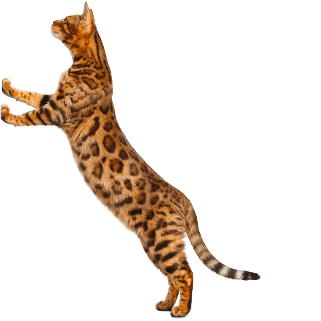 Bengalkat på bagbenene