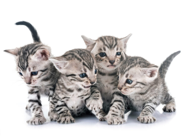 Fire bengalkattekillinger