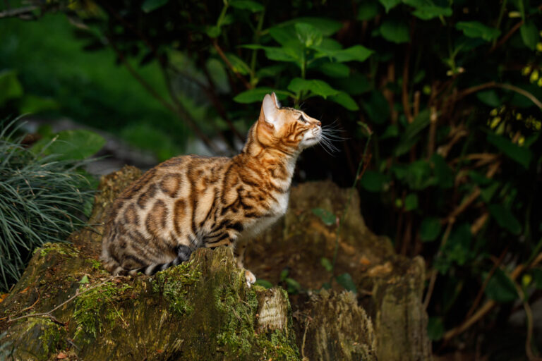 Bengalkat klar til spring