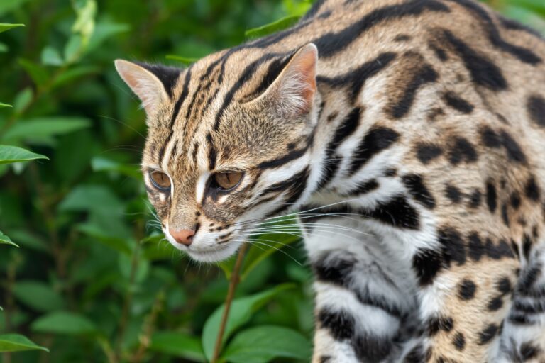 Bengalkat i det fri